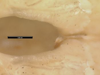 Media type: image;   Herpetology R-55633